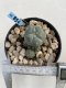 Lophophora Williamsii 6-7 cm 9 years old seed ownroot flower seedling ロフォフォラ　烏羽玉　仔吹き　サボテン