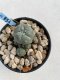 Lophophora Williamsii 6-7 cm 9 years old seed ownroot flower seedling ロフォフォラ　烏羽玉　仔吹き　サボテン