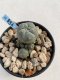 Lophophora Williamsii 6-7 cm 9 years old seed ownroot flower seedling ロフォフォラ　烏羽玉　仔吹き　サボテン