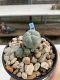 Lophophora Williamsii 6-7 cm 9 years old seed ownroot flower seedling ロフォフォラ　烏羽玉　仔吹き　サボテン