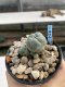 Lophophora Williamsii 6-7 cm 9 years old seed ownroot flower seedling ロフォフォラ　烏羽玉　仔吹き　サボテン