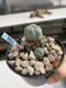 Lophophora Williamsii 6-7 cm 9 years old seed ownroot flower seedling ロフォフォラ　烏羽玉　仔吹き　サボテン