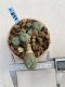 Lophophora Williamsii 6-7 cm 9 years old seed ownroot flower seedling ロフォフォラ　烏羽玉　仔吹き　サボテン