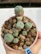 Lophophora Williamsii 6-7 cm 9 years old seed ownroot flower seedling ロフォフォラ　烏羽玉　仔吹き　サボテン