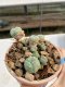 Lophophora Williamsii 6-7 cm 9 years old seed ownroot flower seedling ロフォフォラ　烏羽玉　仔吹き　サボテン