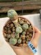 Lophophora Williamsii 6-7 cm 9 years old seed ownroot flower seedling ロフォフォラ　烏羽玉　仔吹き　サボテン