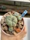 Lophophora Williamsii 6-7 cm 9 years old seed ownroot flower seedling ロフォフォラ　烏羽玉　仔吹き　サボテン