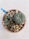 Lophophora Williamsii 6-7 cm 9 years old seed ownroot flower seedling ロフォフォラ　烏羽玉　仔吹き　サボテン