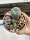 Lophophora Williamsii 6-7 cm 9 years old seed ownroot flower seedling ロフォフォラ　烏羽玉　仔吹き　サボテン