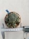 Lophophora Williamsii 6-7 cm 9 years old seed ownroot flower seedling ロフォフォラ　烏羽玉　仔吹き　サボテン