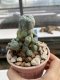 Lophophora Williamsii 6-7 cm 9 years old seed ownroot flower seedling ロフォフォラ　烏羽玉　仔吹き　サボテン