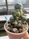 Lophophora Williamsii 6-7 cm 9 years old seed ownroot flower seedling ロフォフォラ　烏羽玉　仔吹き　サボテン