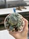 Lophophora Williamsii 6-7 cm 9 years old seed ownroot flower seedling ロフォフォラ　烏羽玉　仔吹き　サボテン