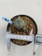 Lophophora Williamsii 6-7 cm 9 years old seed ownroot flower seedling ロフォフォラ　烏羽玉　仔吹き　サボテン