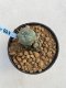 Lophophora Williamsii 6-7 cm 9 years old seed ownroot flower seedling ロフォフォラ　烏羽玉　仔吹き　サボテン