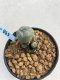 Lophophora Williamsii 6-7 cm 9 years old seed ownroot flower seedling ロフォフォラ　烏羽玉　仔吹き　サボテン