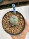 Lophophora Williamsii 6-7 cm 9 years old seed ownroot flower seedling ロフォフォラ　烏羽玉　仔吹き　サボテン