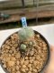 Lophophora Williamsii 6-7 cm 9 years old seed ownroot flower seedling ロフォフォラ　烏羽玉　仔吹き　サボテン