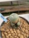 Lophophora Williamsii 6-7 cm 9 years old seed ownroot flower seedling ロフォフォラ　烏羽玉　仔吹き　サボテン