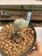 Lophophora Williamsii 6-7 cm 9 years old seed ownroot flower seedling ロフォフォラ　烏羽玉　仔吹き　サボテン