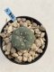 Lophophora Williamsii 6-7 cm 9 years old seed ownroot flower seedling ロフォフォラ　烏羽玉　仔吹き　サボテン