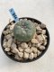 Lophophora Williamsii 6-7 cm 9 years old seed ownroot flower seedling ロフォフォラ　烏羽玉　仔吹き　サボテン