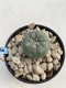 Lophophora Williamsii 6-7 cm 9 years old seed ownroot flower seedling ロフォフォラ　烏羽玉　仔吹き　サボテン