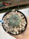 Lophophora Williamsii 6-7 cm 9 years old seed ownroot flower seedling ロフォフォラ　烏羽玉　仔吹き　サボテン