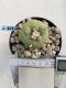 Lophophora Diffusa 6-7 cm 9 years old seed ownroot flower seedling ロフォフォラ　烏羽玉　仔吹き　サボテン