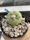 Lophophora Diffusa 6-7 cm 9 years old seed ownroot flower seedling ロフォフォラ　烏羽玉　仔吹き　サボテン