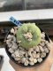 Lophophora Diffusa 6-7 cm 9 years old seed ownroot flower seedling ロフォフォラ　烏羽玉　仔吹き　サボテン