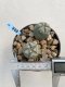 Lophophora Williamsii 6-7 cm 9 years old seed ownroot flower seedling ロフォフォラ　烏羽玉　仔吹き　サボテン