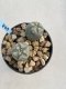 Lophophora Williamsii 6-7 cm 9 years old seed ownroot flower seedling ロフォフォラ　烏羽玉　仔吹き　サボテン