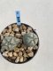 Lophophora Williamsii 6-7 cm 9 years old seed ownroot flower seedling ロフォフォラ　烏羽玉　仔吹き　サボテン