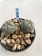 Lophophora Williamsii 6-7 cm 9 years old seed ownroot flower seedling ロフォフォラ　烏羽玉　仔吹き　サボテン