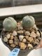 Lophophora Williamsii 6-7 cm 9 years old seed ownroot flower seedling ロフォフォラ　烏羽玉　仔吹き　サボテン