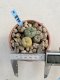 Lophophora Williamsii 6-7 cm 9 years old seed ownroot flower seedling ロフォフォラ　烏羽玉　仔吹き　サボテン