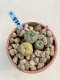 Lophophora Williamsii 6-7 cm 9 years old seed ownroot flower seedling ロフォフォラ　烏羽玉　仔吹き　サボテン