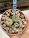 Lophophora Williamsii 6-7 cm 9 years old seed ownroot flower seedling ロフォフォラ　烏羽玉　仔吹き　サボテン