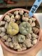 Lophophora Williamsii 6-7 cm 9 years old seed ownroot flower seedling ロフォフォラ　烏羽玉　仔吹き　サボテン