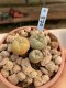 Lophophora Williamsii 6-7 cm 9 years old seed ownroot flower seedling ロフォフォラ　烏羽玉　仔吹き　サボテン