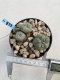 Lophophora Williamsii 6-7 cm 9 years old seed ownroot flower seedling ロフォフォラ　烏羽玉　仔吹き　サボテン