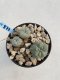 Lophophora Williamsii 6-7 cm 9 years old seed ownroot flower seedling ロフォフォラ　烏羽玉　仔吹き　サボテン