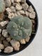 Lophophora Williamsii 6-7 cm 9 years old seed ownroot flower seedling ロフォフォラ　烏羽玉　仔吹き　サボテン