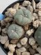 Lophophora Williamsii 6-7 cm 9 years old seed ownroot flower seedling ロフォフォラ　烏羽玉　仔吹き　サボテン