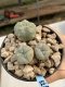 Lophophora Williamsii 6-7 cm 9 years old seed ownroot flower seedling ロフォフォラ　烏羽玉　仔吹き　サボテン