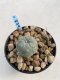 Lophophora Williamsii 6-7 cm 9 years old seed ownroot flower seedling ロフォフォラ　烏羽玉　仔吹き　サボテン