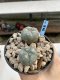 Lophophora Williamsii 6-7 cm 9 years old seed ownroot flower seedling ロフォフォラ　烏羽玉　仔吹き　サボテン