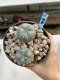 Lophophora Williamsii 6-7 cm 9 years old seed ownroot flower seedling ロフォフォラ　烏羽玉　仔吹き　サボテン