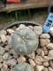 Lophophora Williamsii 6-7 cm 9 years old seed ownroot flower seedling ロフォフォラ　烏羽玉　仔吹き　サボテン